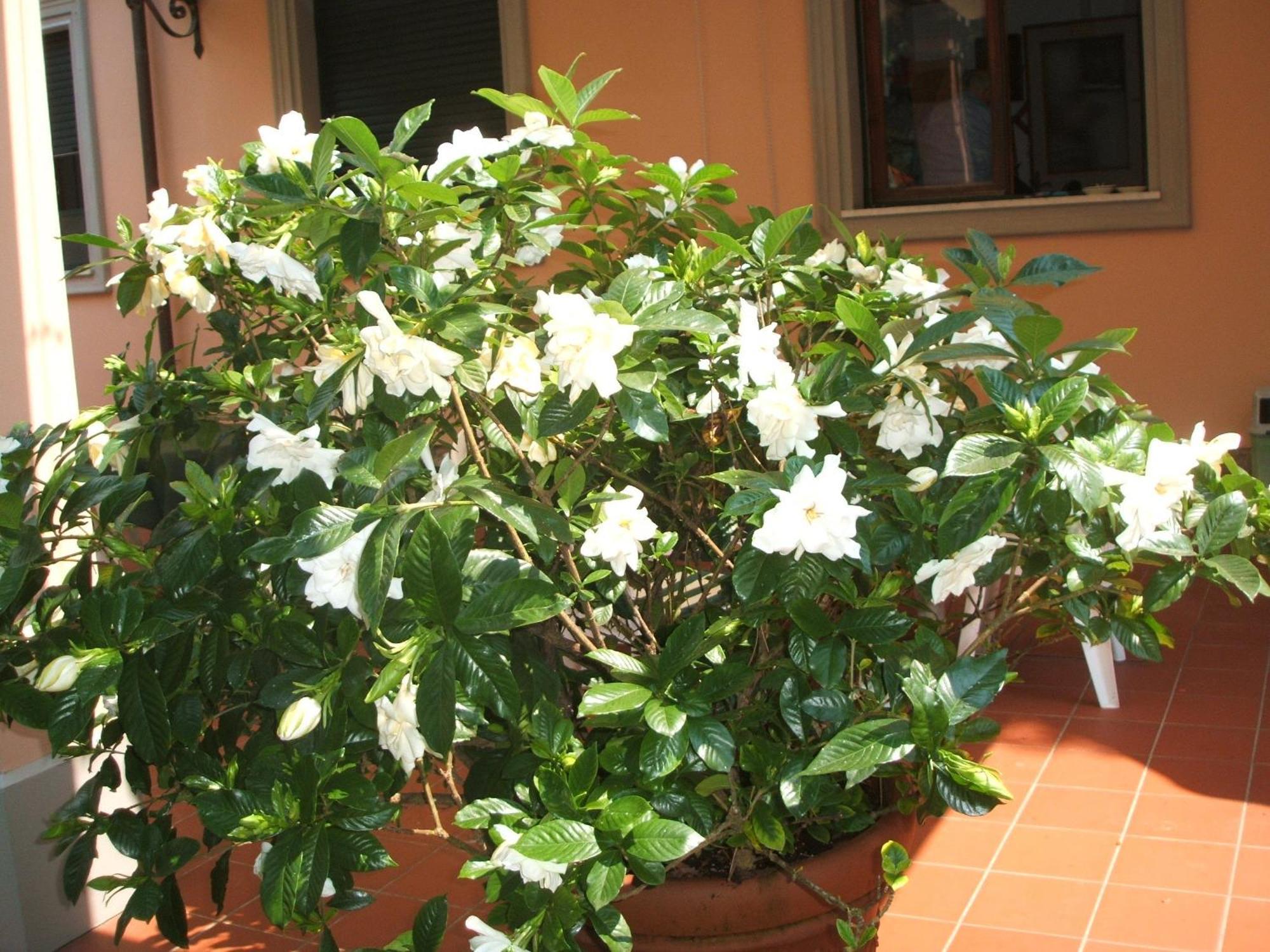 Hotel Astor Victoria Forte dei Marmi Exterior foto